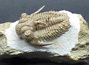 Trilobit, Rußland